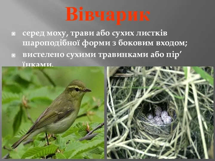 Вівчарик серед моху, трави або сухих листків шароподібної форми з боковим входом;