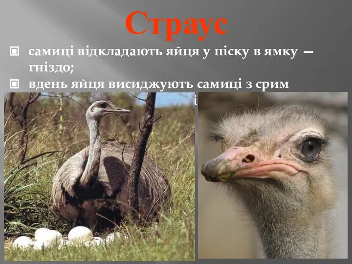 Страус самиці відкладають яйця у піску в ямку — гніздо; вдень яйця