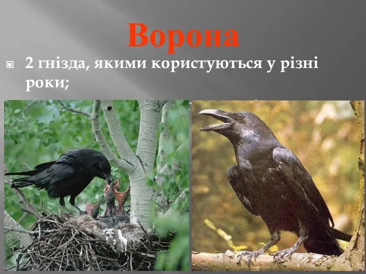 Ворона 2 гнізда, якими користуються у різні роки; пару утворюють на тривалий час