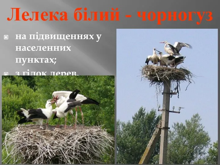 Лелека білий - чорногуз на підвищеннях у населенних пунктах; з гілок дерев.