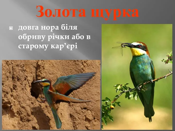 Золота щурка довга нора біля обриву річки або в старому кар’єрі