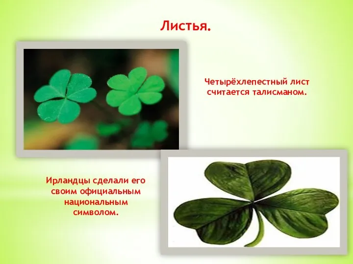 Четырёхлепестный лист считается талисманом. Ирландцы сделали его своим официальным национальным символом. Листья.