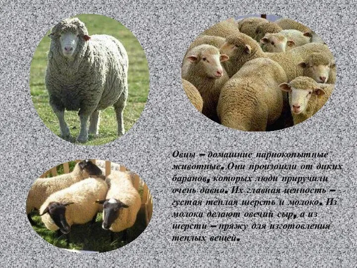 Овцы – домашние парнокопытные животные. Они произошли от диких баранов, которых люди