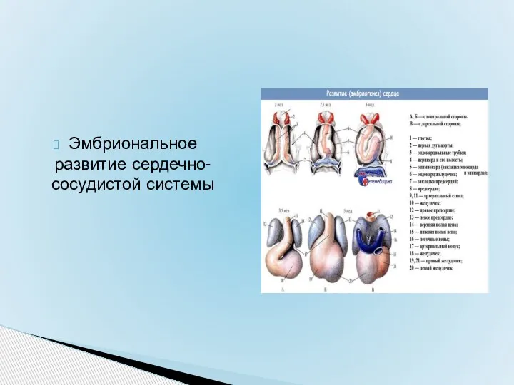 Эмбриональное развитие сердечно-сосудистой системы