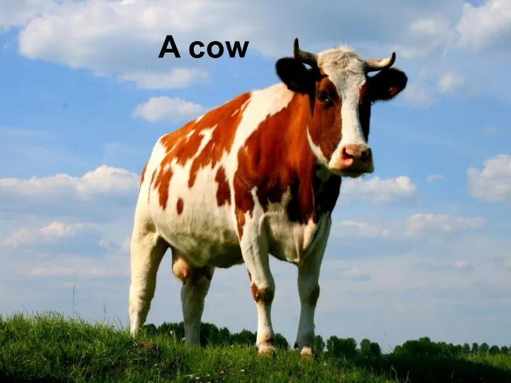 A cow