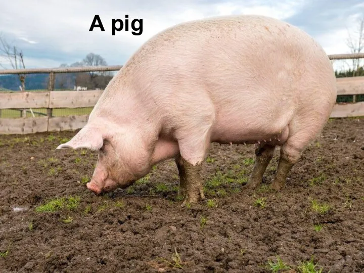 A pig