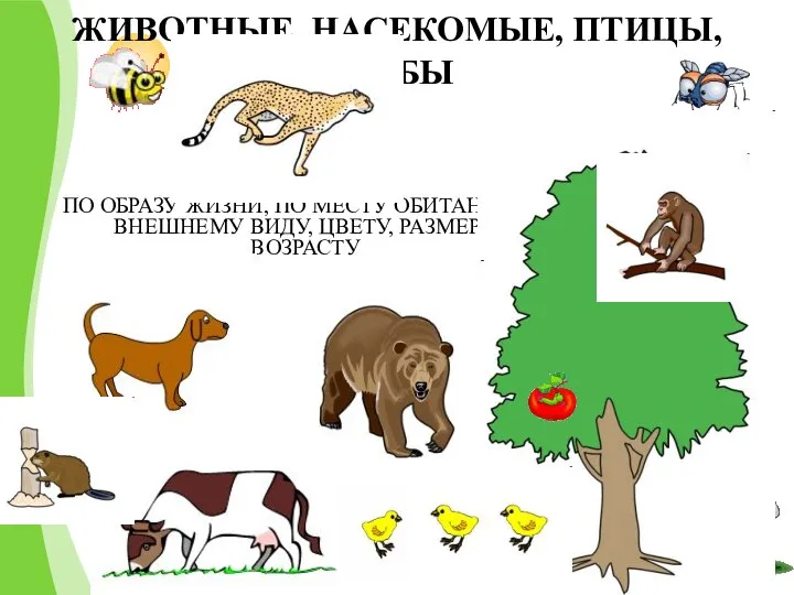 ЖИВОТНЫЕ, НАСЕКОМЫЕ, ПТИЦЫ, РЫБЫ РАЗЛИЧАЮТСЯ : ПО ОБРАЗУ ЖИЗНИ, ПО МЕСТУ ОБИТАНИЯ,