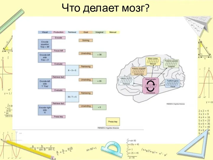 Что делает мозг?