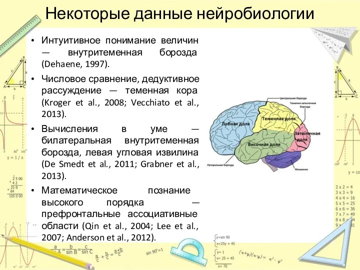 Некоторые данные нейробиологии Интуитивное понимание величин — внутритеменная борозда (Dehaene, 1997). Числовое