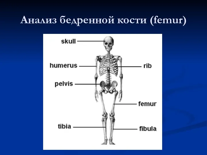 Анализ бедренной кости (femur)