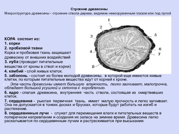 Строение древесины Макроструктура древесины - строение ствола дерева, видимое невооруженным глазом или