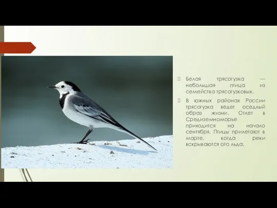 Белая трясогузка — небольшая птица из семейства трясогузковых. В южных районах России