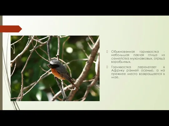 Обыкновенная горихвостка - небольшая певчая птица из семейства мухоловковых, отряда воробьиных. Горихвостка
