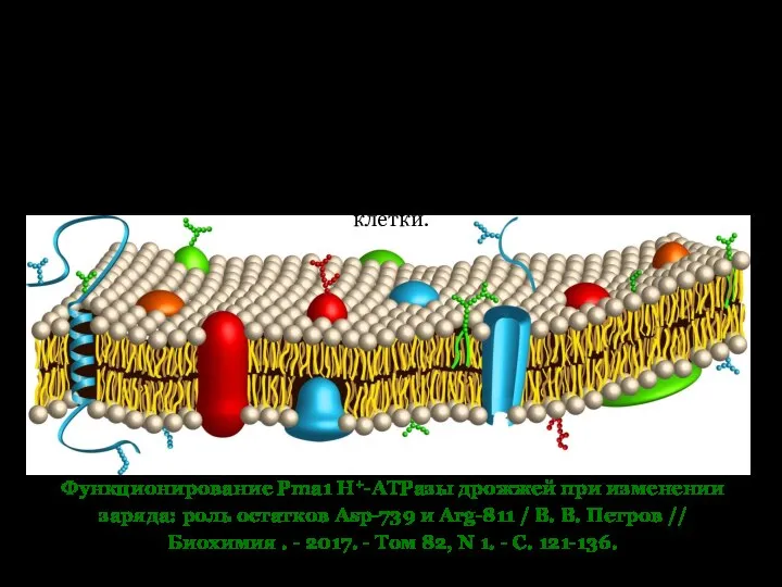 Pma1 Н+-АТРаза является жизненно необходимым ферментом, создающим на плазматической мембране электрохимический градиент