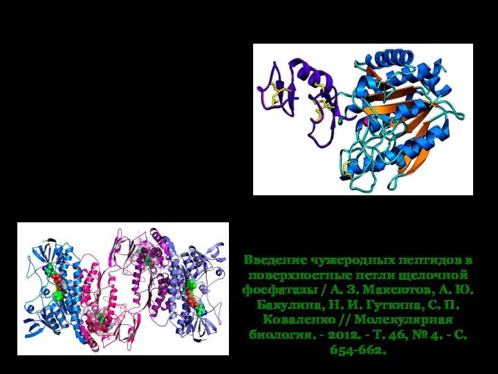 Введение чужеродных пептидов в поверхностные петли щелочной фосфатазы / А. З. Максютов,