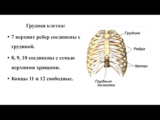 Грудная клетка: 7 верхних ребер соединены с грудиной. 8, 9, 10 соединены