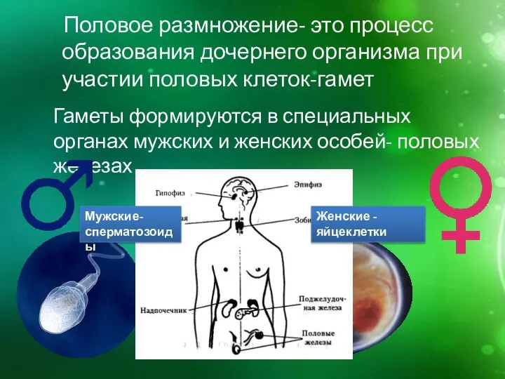 Гаметы формируются в специальных органах мужских и женских особей- половых железах Половое