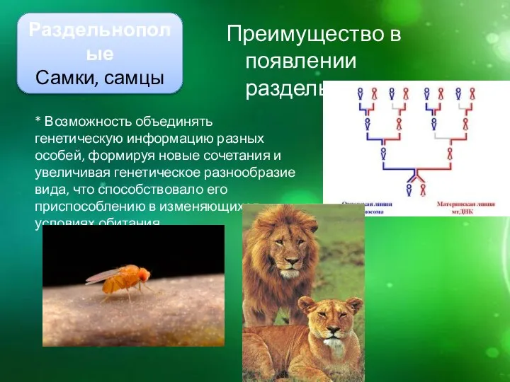 Преимущество в появлении раздельнополых: Раздельнополые Самки, самцы * Возможность объединять генетическую информацию