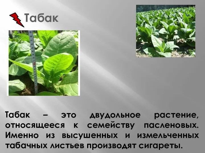 Табак Табак – это двудольное растение, относящееся к семейству пасленовых. Именно из