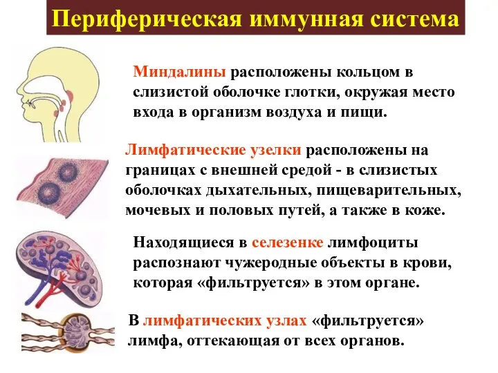 Периферическая иммунная система Миндалины расположены кольцом в слизистой оболочке глотки, окружая место