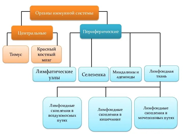 Органы иммунной системы Центральные Периферические Тимус Красный костный мозг Лимфатические узлы Селезенка