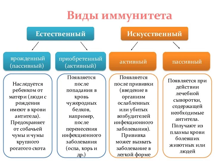 Виды иммунитета Естественный Искусственный врожденный (пассивный) приобретенный (активный) активный пассивный Наследуется ребенком