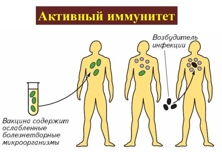 Активный иммунитет