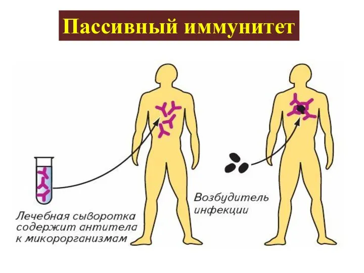 Пассивный иммунитет