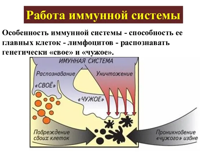 Работа иммунной системы Особенность иммунной системы - способность ее главных клеток -