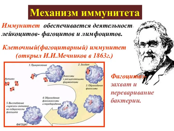 Иммунитет обеспечивается деятельностью лейкоцитов- фагоцитов и лимфоцитов. Механизм иммунитета Клеточный(фагоцитарный) иммунитет (открыл