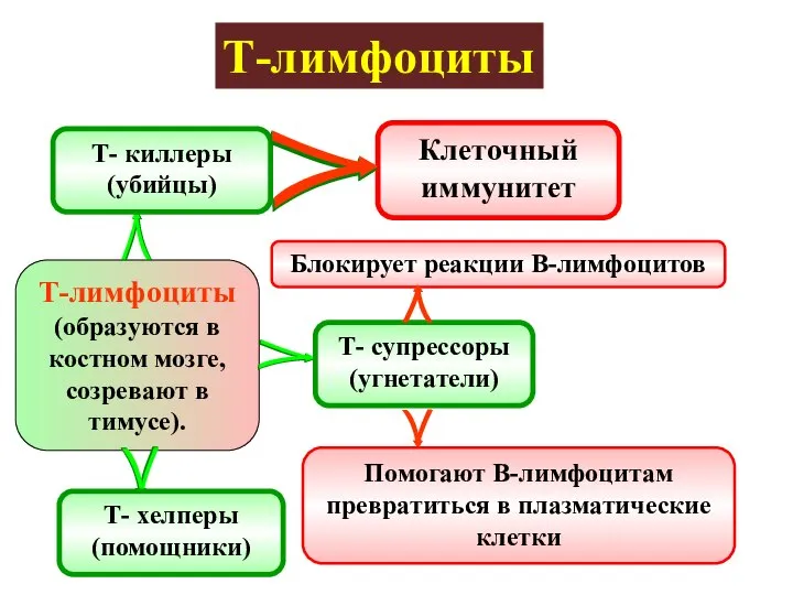 Т-лимфоциты Т-лимфоциты (образуются в костном мозге, созревают в тимусе). Т- киллеры (убийцы)