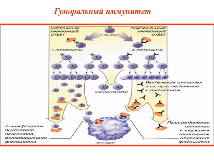 Гуморальный иммунитет