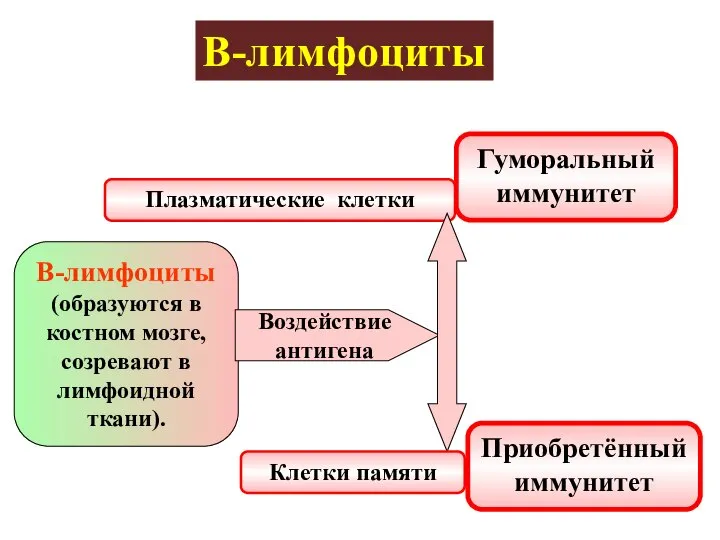 В-лимфоциты В-лимфоциты (образуются в костном мозге, созревают в лимфоидной ткани). Воздействие антигена