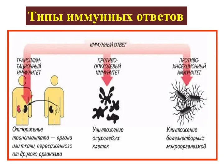 Типы иммунных ответов