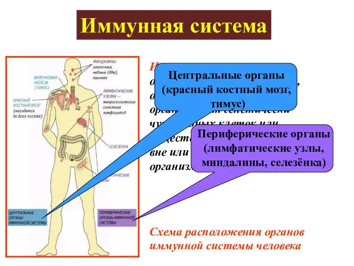 Иммунная система – объединяет органы и ткани, обеспечивающие защиту организма от генетически