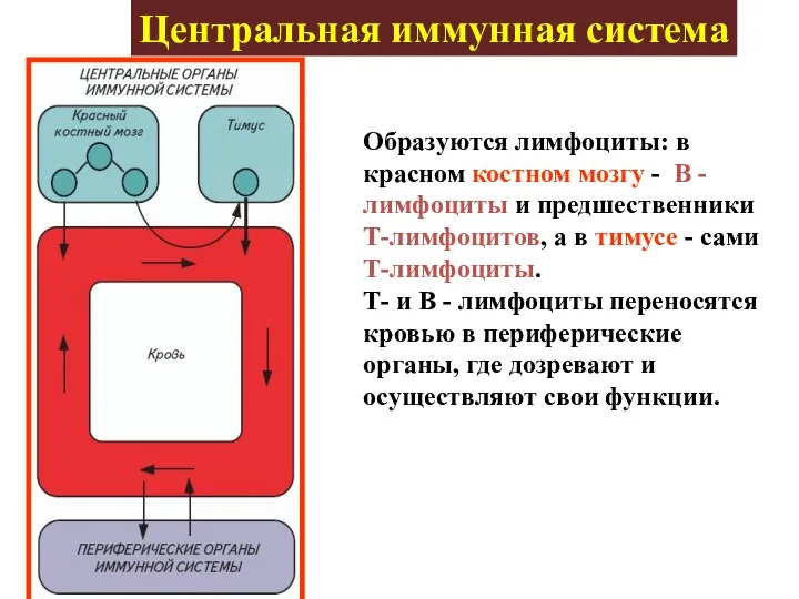 Центральная иммунная система Образуются лимфоциты: в красном костном мозгу - В -лимфоциты