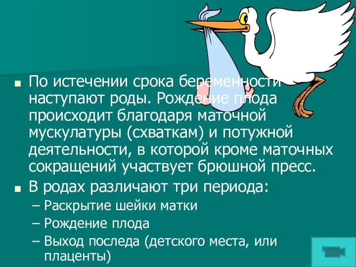 По истечении срока беременности наступают роды. Рождение плода происходит благодаря маточной мускулатуры