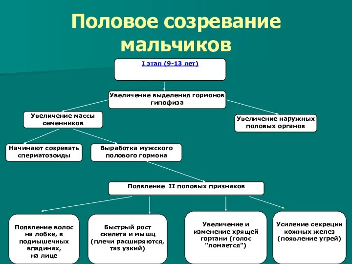 Половое созревание мальчиков I этап (9-13 лет) Увеличение выделения гормонов гипофиза Увеличение