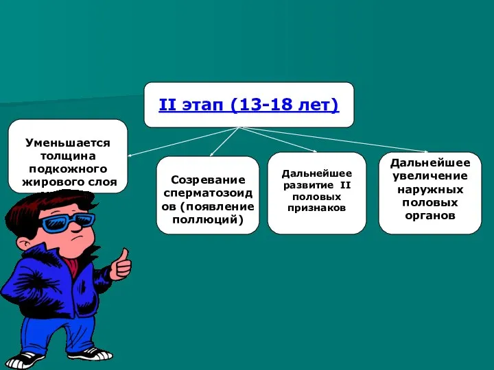 II этап (13-18 лет) Уменьшается толщина подкожного жирового слоя Созревание сперматозоидов (появление