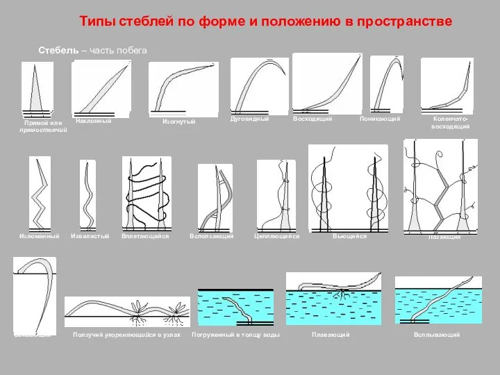 Стебель – часть побега Типы стеблей по форме и положению в пространстве