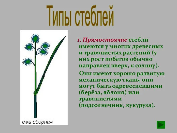 1. Прямостоячие стебли имеются у многих древесных и травянистых растений (у них