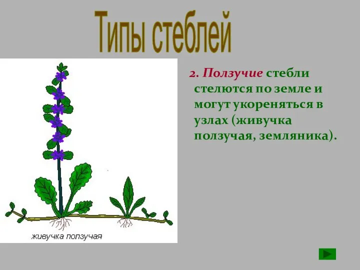 2. Ползучие стебли стелются по земле и могут укореняться в узлах (живучка ползучая, земляника). Типы стеблей