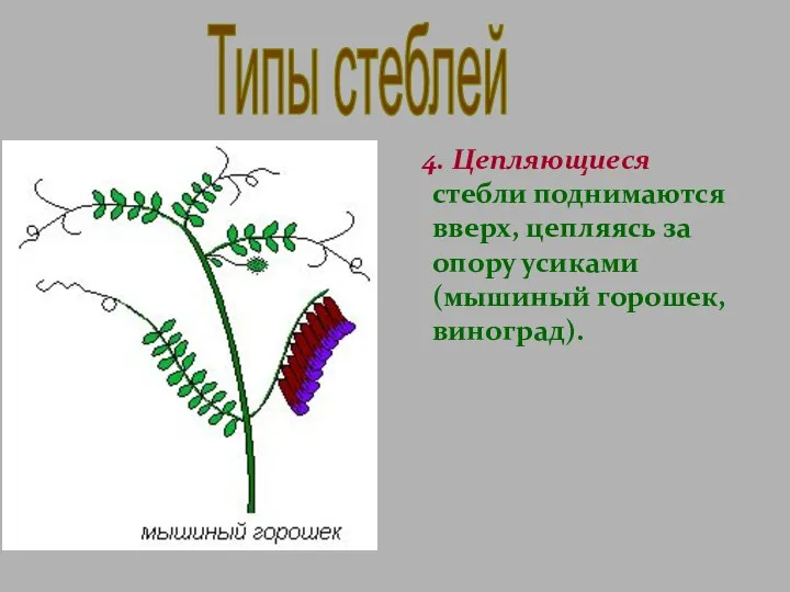 4. Цепляющиеся стебли поднимаются вверх, цепляясь за опору усиками (мышиный горошек, виноград). Типы стеблей