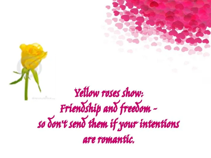 Yellow roses show: Friendship and freedom – so don’t send them if your intentions are romantic.