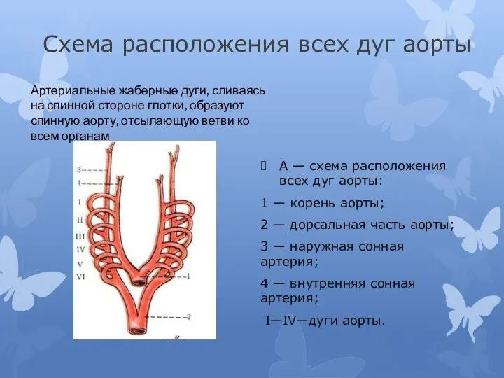 Схема расположения всех дуг аорты А — схема расположения всех дуг аорты: