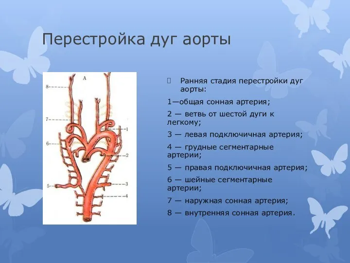 Перестройка дуг аорты Ранняя стадия перестройки дуг аорты: 1—общая сонная артерия; 2