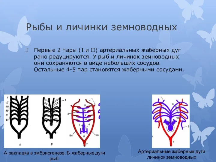 Рыбы и личинки земноводных Первые 2 пары (I и II) артериальных жаберных