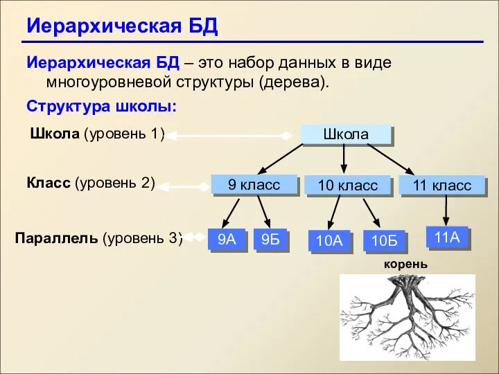 Иерархическая БД Иерархическая БД – это набор данных в виде многоуровневой структуры