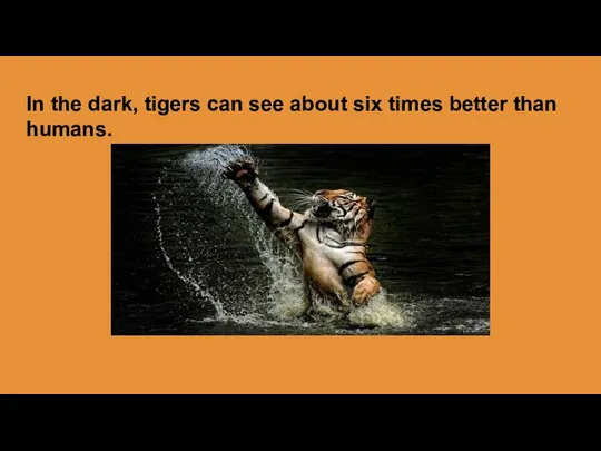 In the dark, tigers can see about six times better than humans.