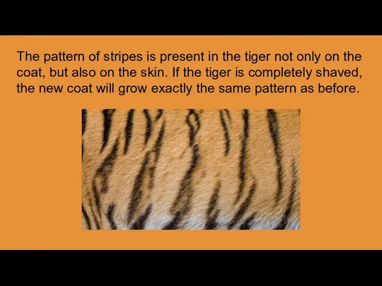 The pattern of stripes is present in the tiger not only on